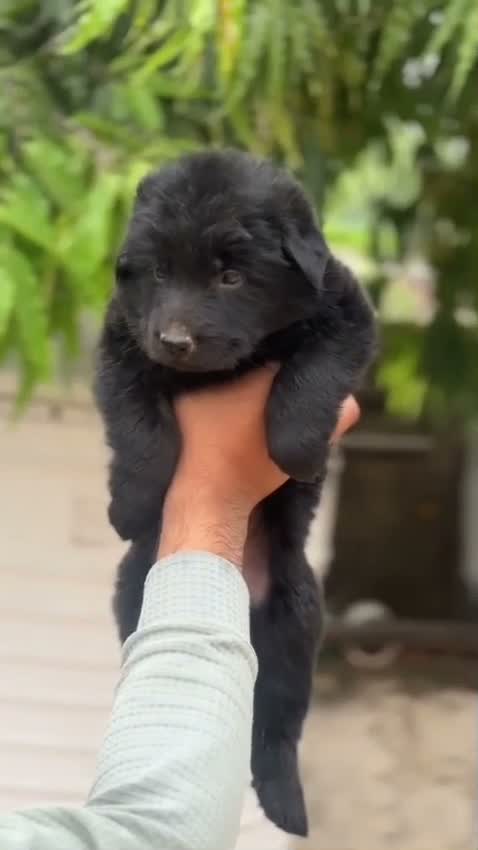 German Shepherd Puppy, farm video