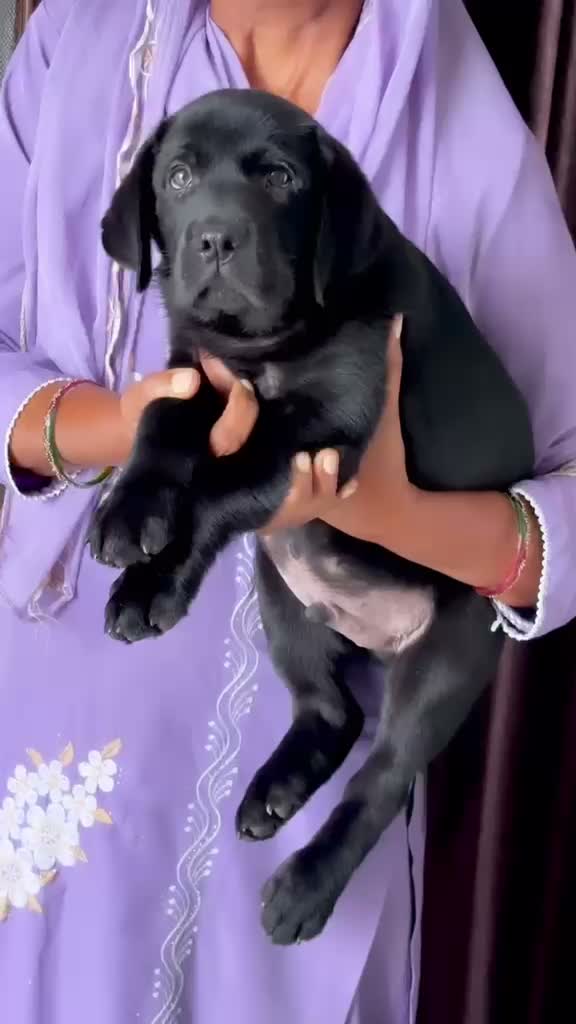 Beagle Black & Tan Puppy, farm video