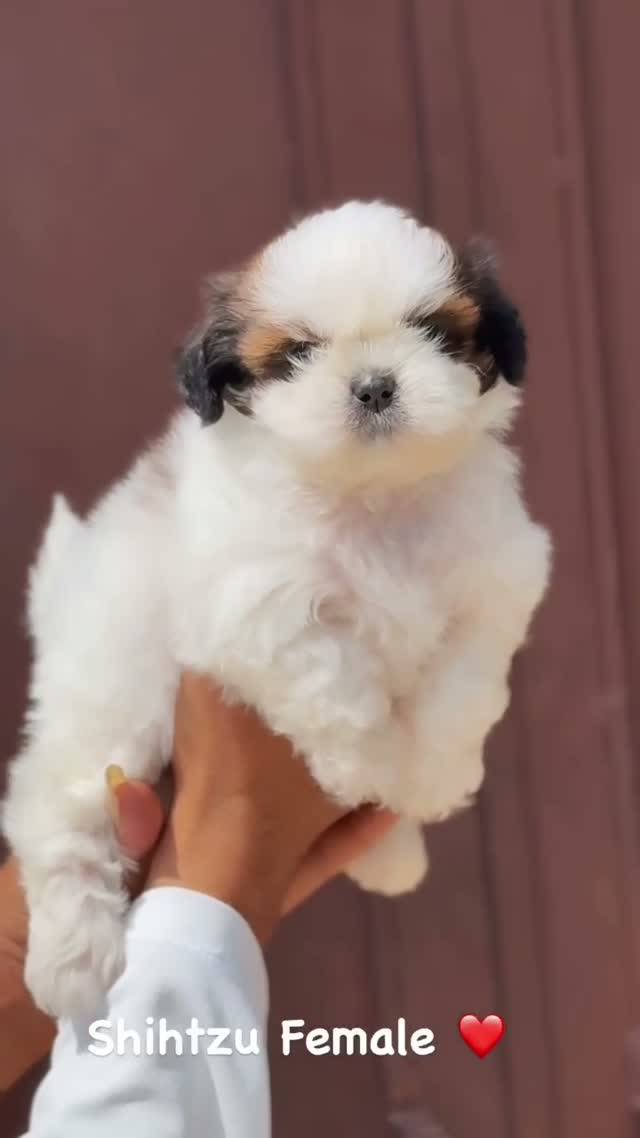 Shih Tzu | Black Color, farm video