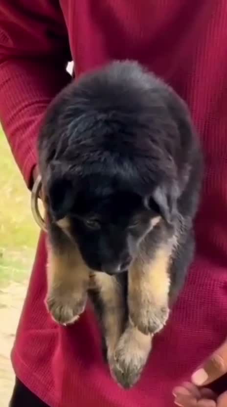 German Shepherd Puppy, farm video