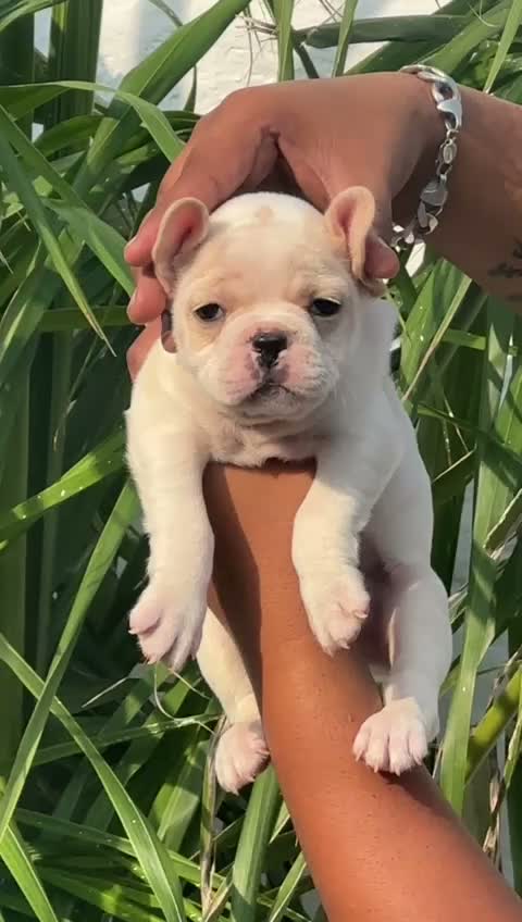 French Bulldog Puppy, farm video