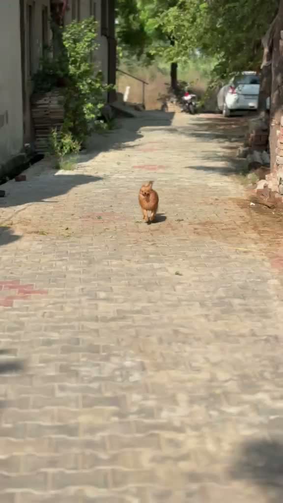 Pomeranian Puppy, farm video