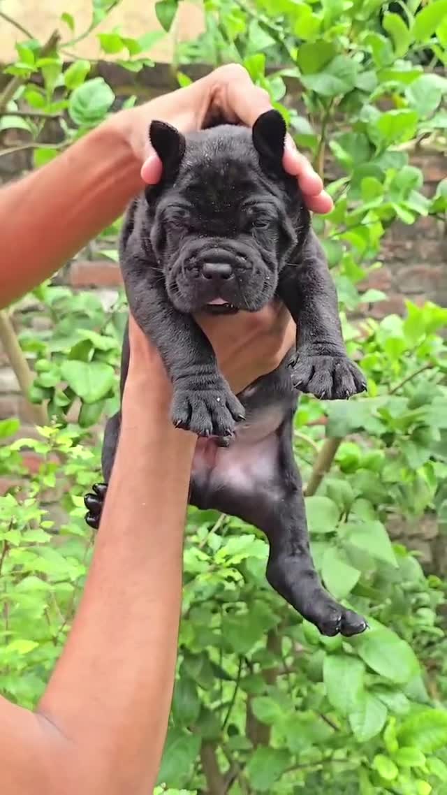 Cane Corso Puppy, farm video
