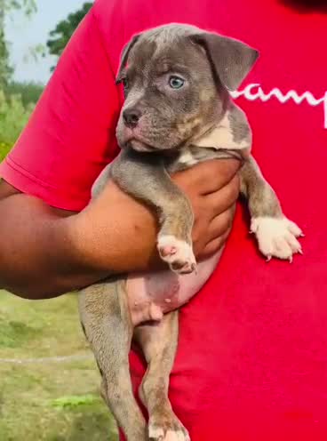 American Bully Pocket Size Puppy, farm video