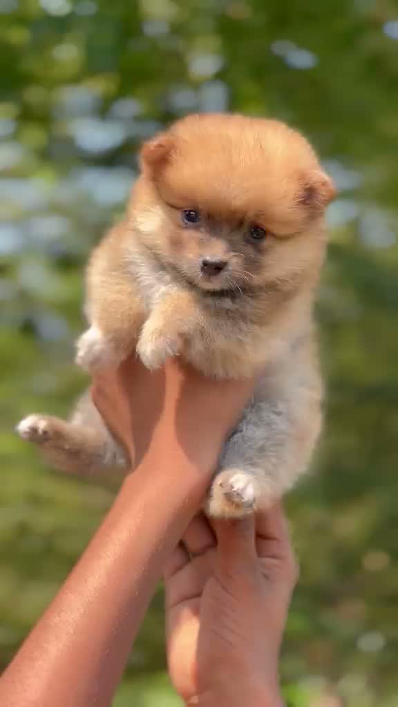 Pomeranian Puppy, farm video