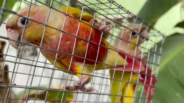 Blue Throated Conure, farm video