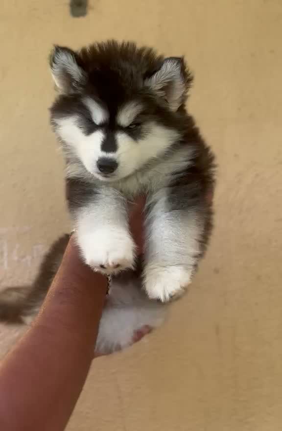 Siberian Husky Puppy | Black & White Color, farm video