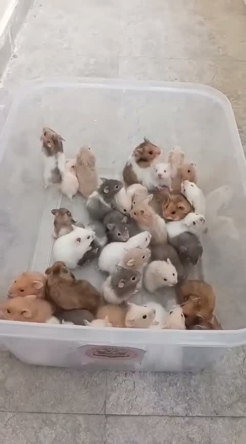 Dwarf Hamster Babies | Adults, farm video