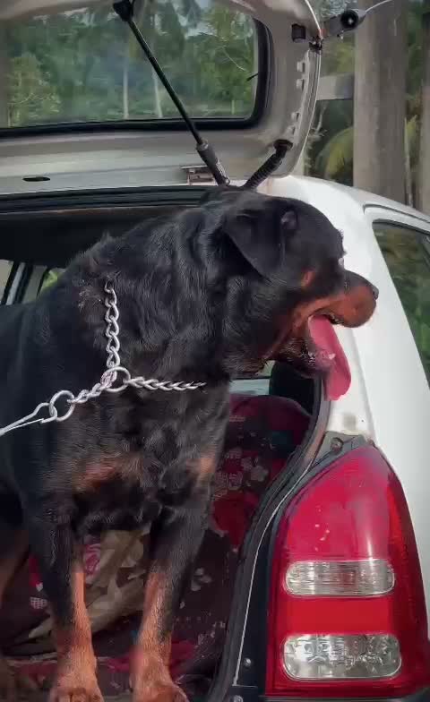 Rottweiler Puppy, farm video