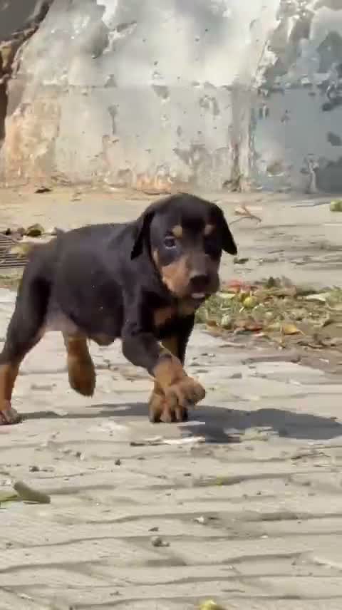 Doberman Pinscher Puppy, farm video