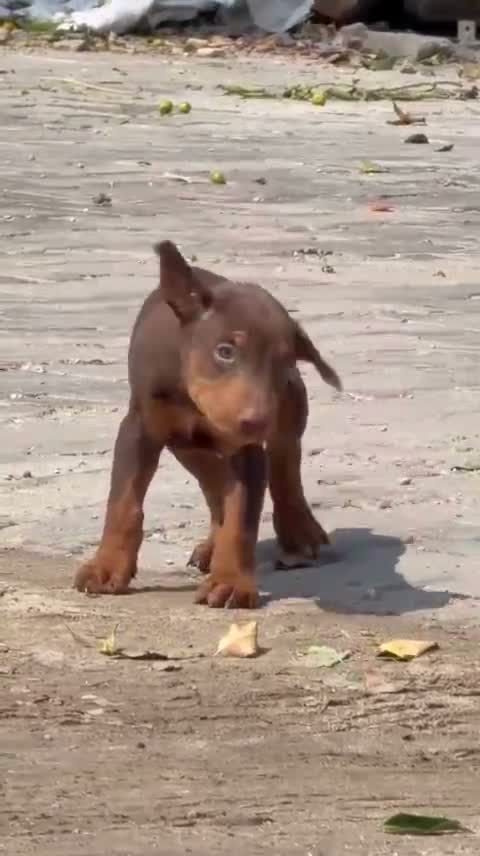 Doberman Pinscher Puppy, farm video
