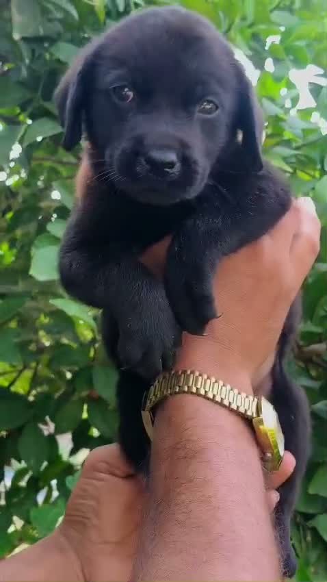 Beagle Black & Tan Puppy, farm video