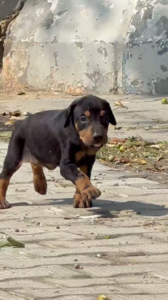 Doberman Pinscher Puppy, farm video
