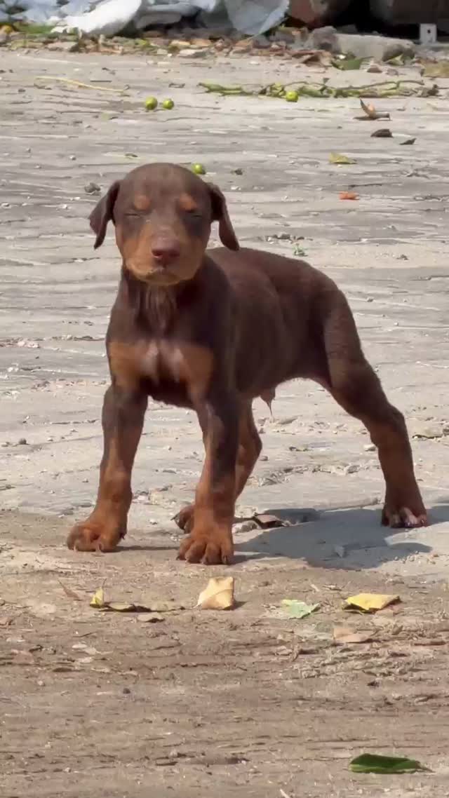Doberman Pinscher Puppy, farm video