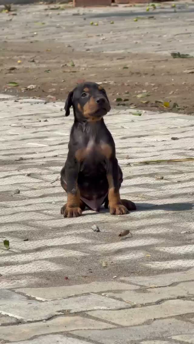 Doberman Pinscher Puppy, farm video
