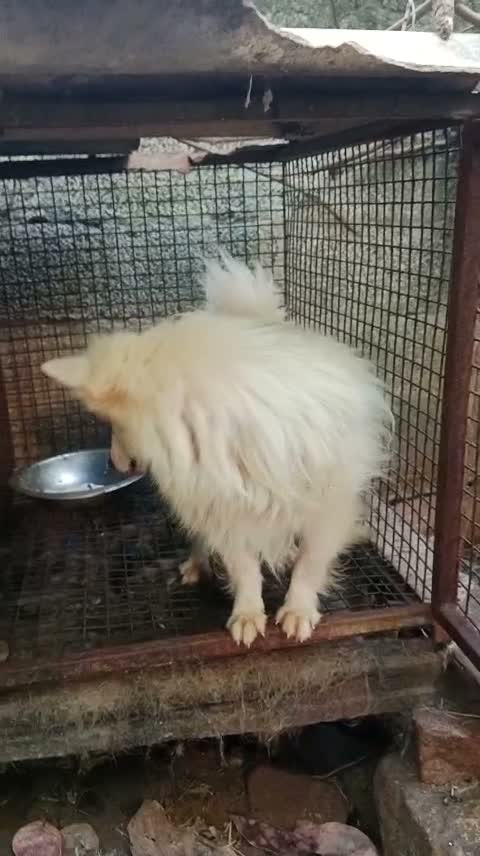 Culture Pom Puppy, farm video