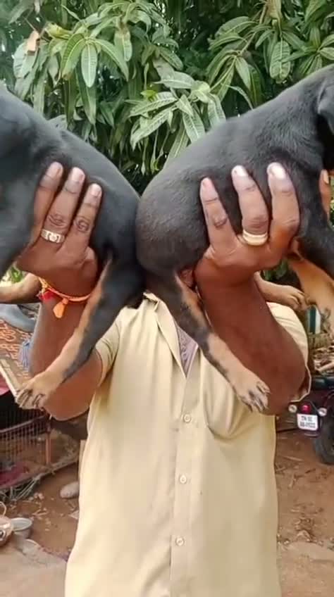 Doberman Pinscher Puppy, farm video