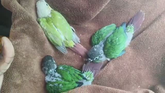 Blue Throated Conure, farm video