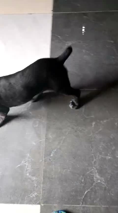Cane Corso Puppy, farm video