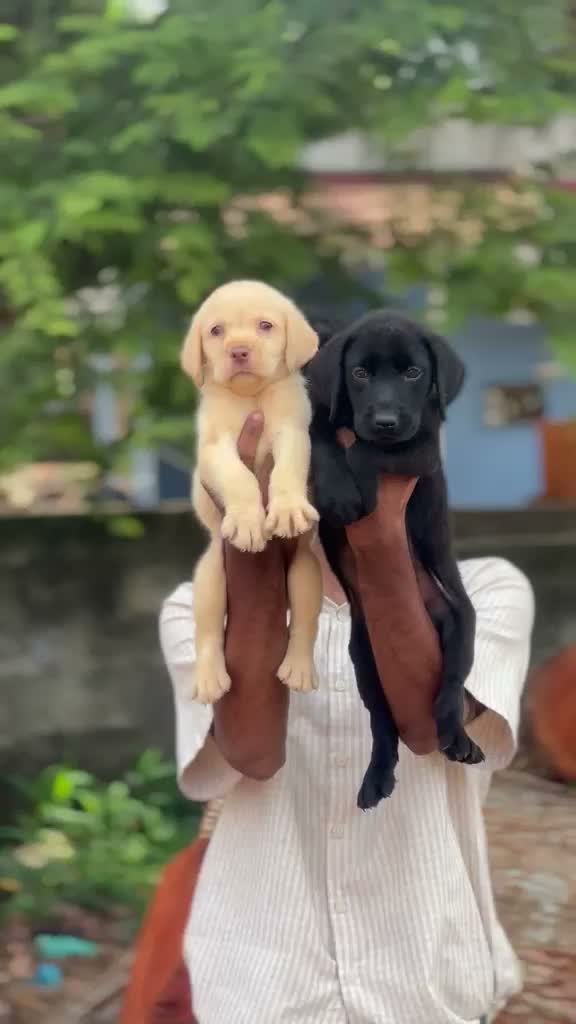 Beagle Black & Tan Puppy, farm video