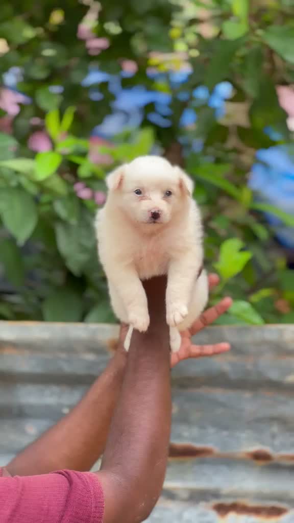 Pomeranian Puppy, farm video