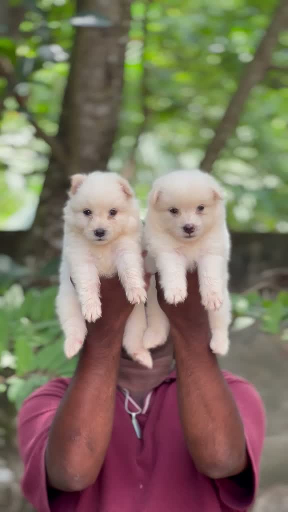 German Shepherd Puppy, farm video