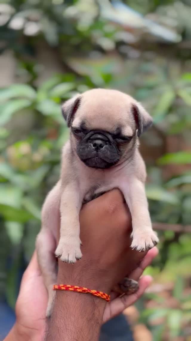 Pug Puppy, farm video