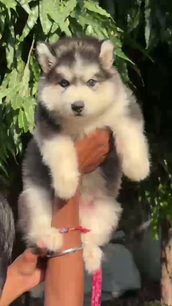 Siberian Husky Puppy | Black & White Color, farm video