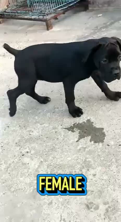 Cane Corso Puppy, farm video