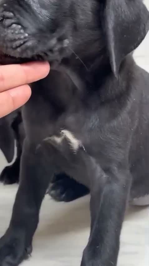 Cane Corso Puppy, farm video