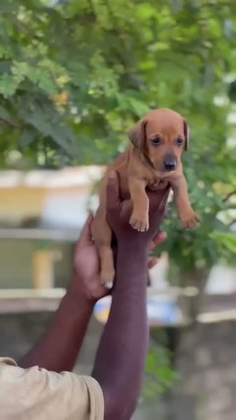 Dachshund Puppy | Brown, farm video