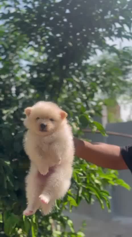 Pomeranian Puppy, farm video