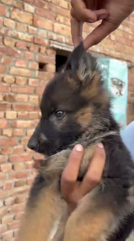 German Shepherd Puppy, farm video