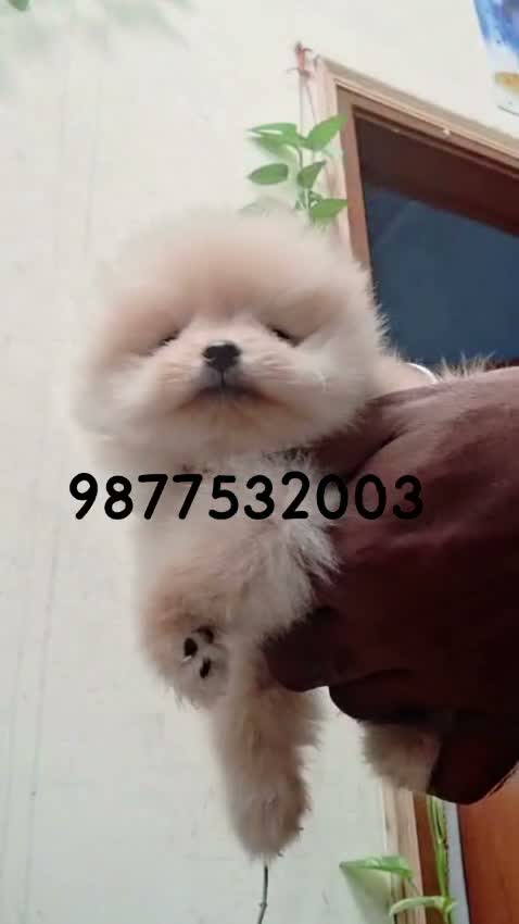 Toy Poodle Puppy, farm video