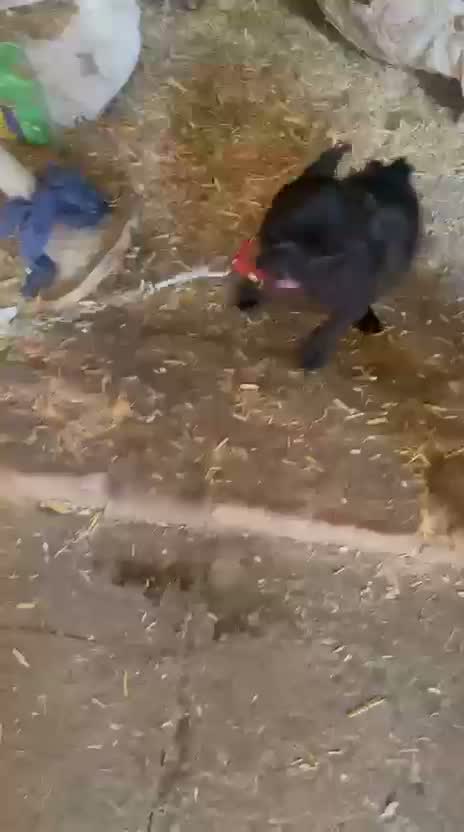 Pug Puppy, farm video