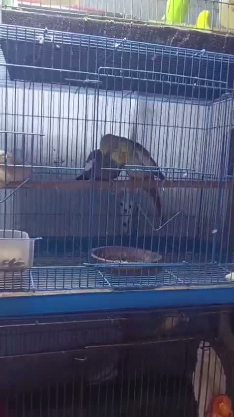 Cockatiel, farm video