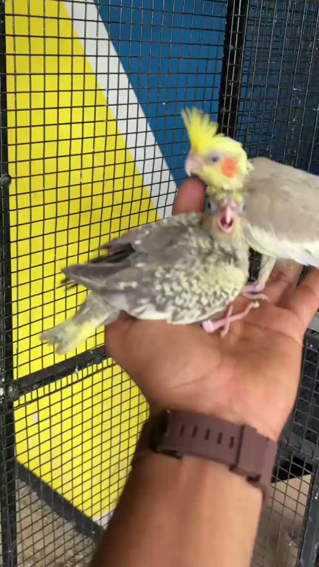 Cockatiel, farm video