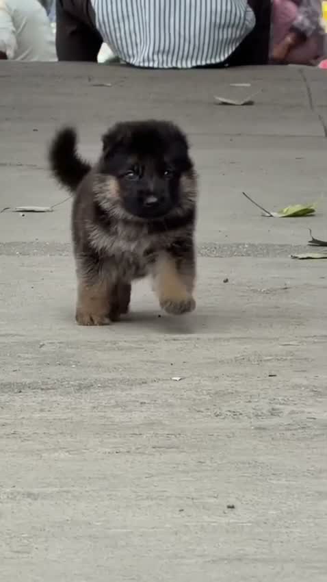 German Shepherd Puppy, farm video