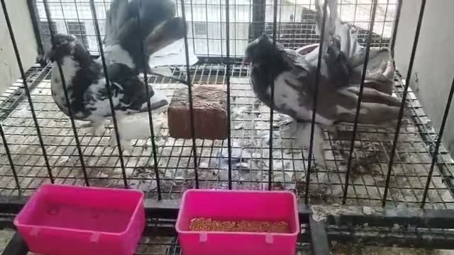 Homer Pigeon, farm video