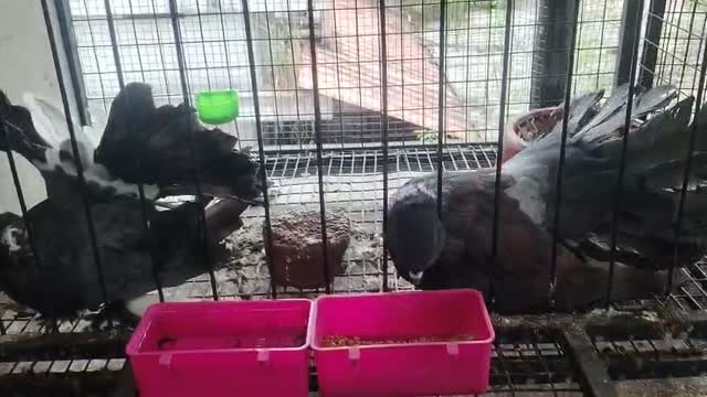 Homer Pigeon, farm video