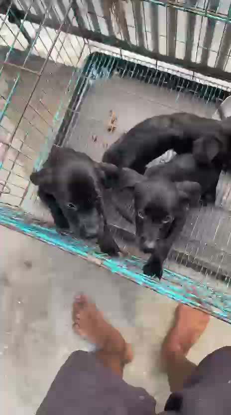Beagle Black & Tan Puppy, farm video