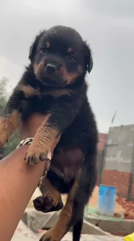 Rottweiler Puppy, farm video