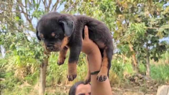 Persian, farm video