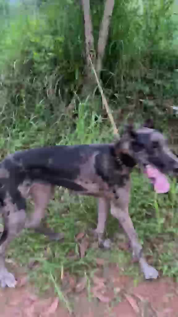 Great Dane Puppy, farm video