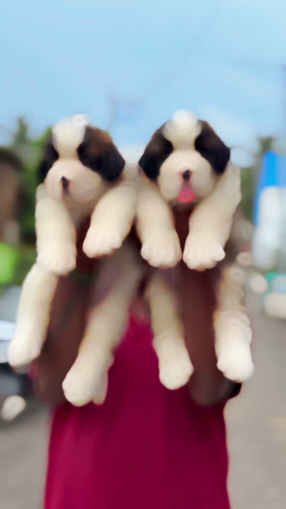 Great Dane Puppy, farm video