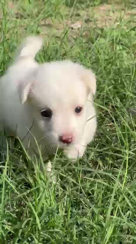 Pomeranian Puppy, farm video