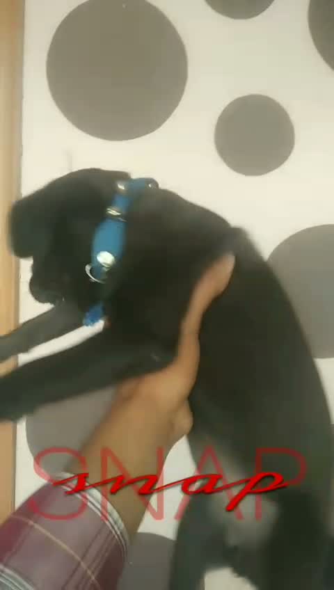 Pug Puppy, farm video