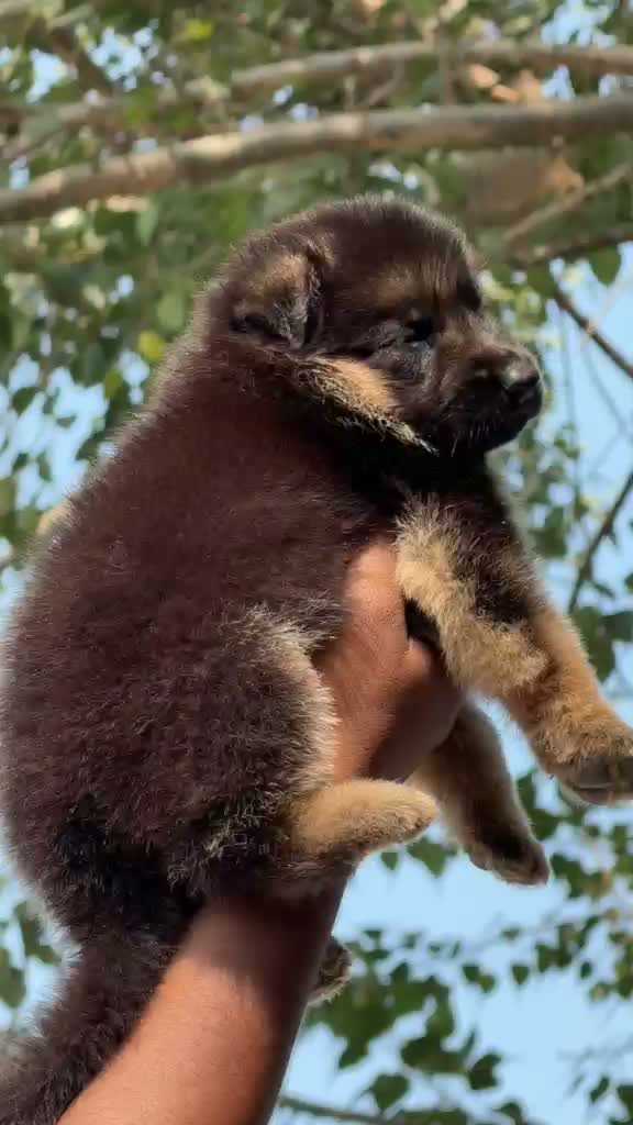 German Shepherd Puppy, farm video