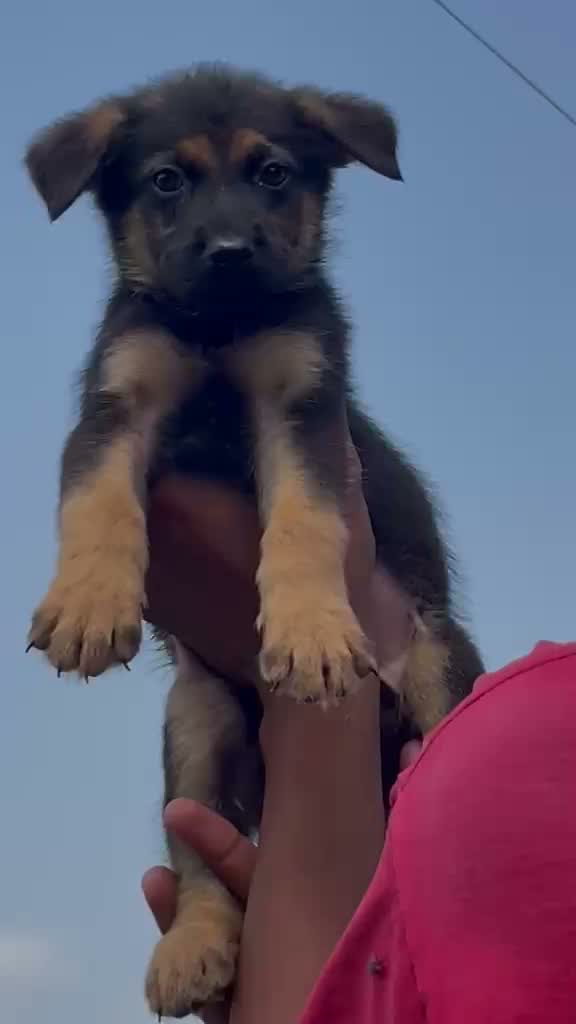 German Shepherd Puppy, farm video