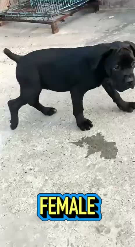 Cane Corso Puppy, farm video